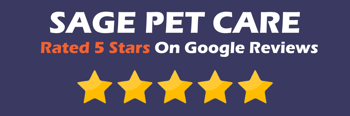 5 star dog walking company