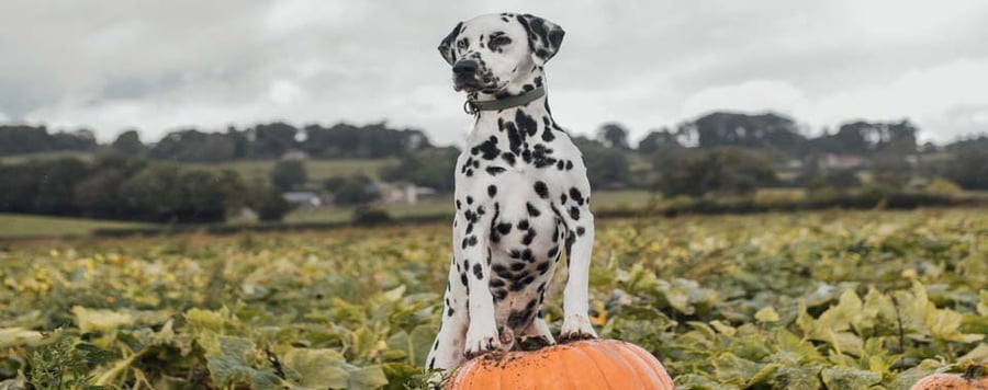 what to do when your dog is scared of fireworks