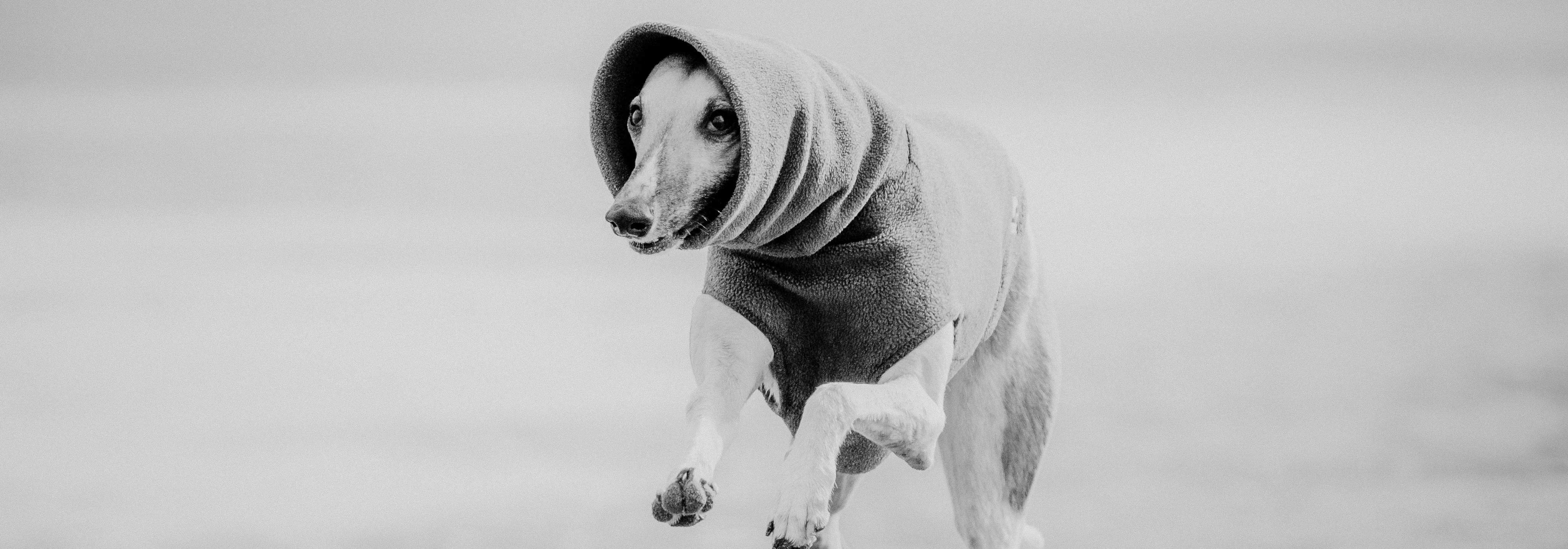 How Often Should I Bathe My Dog In The Summer? The Fresh Guide.