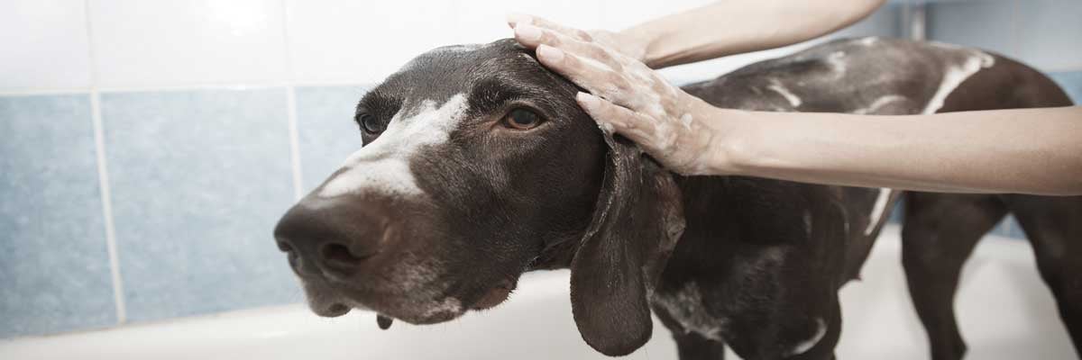 how to manage your dog summer sheds