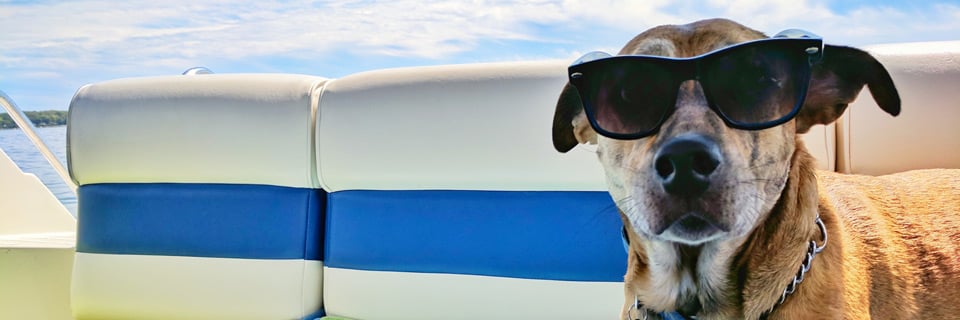 dog shedding more in the summer