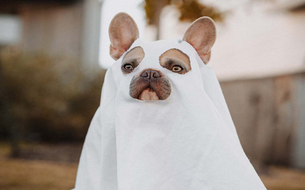Easy Dog Halloween Costumes