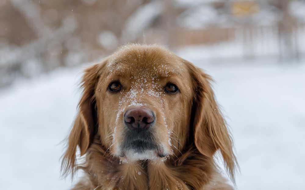 How To Keep Snow From Clumping On Your Dog’s Legs