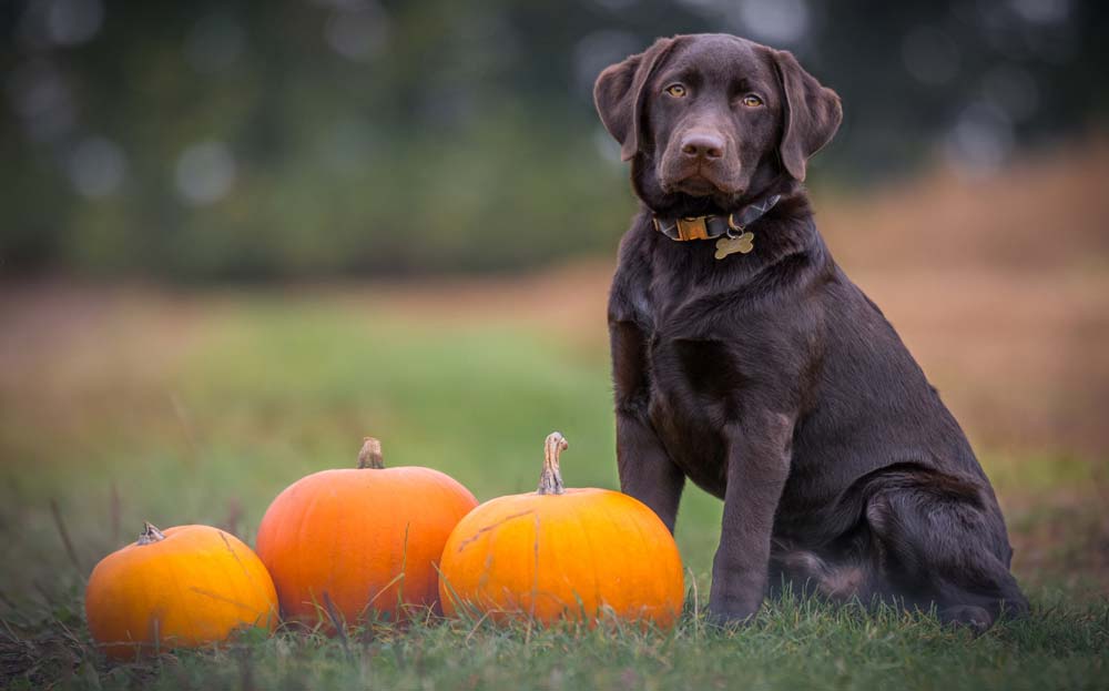 What to Do When Your Dog is Scared of Fireworks