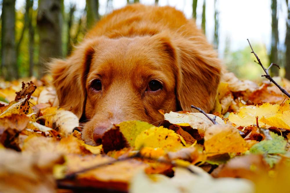 Benadryl for dogs who are sacred of fireworks