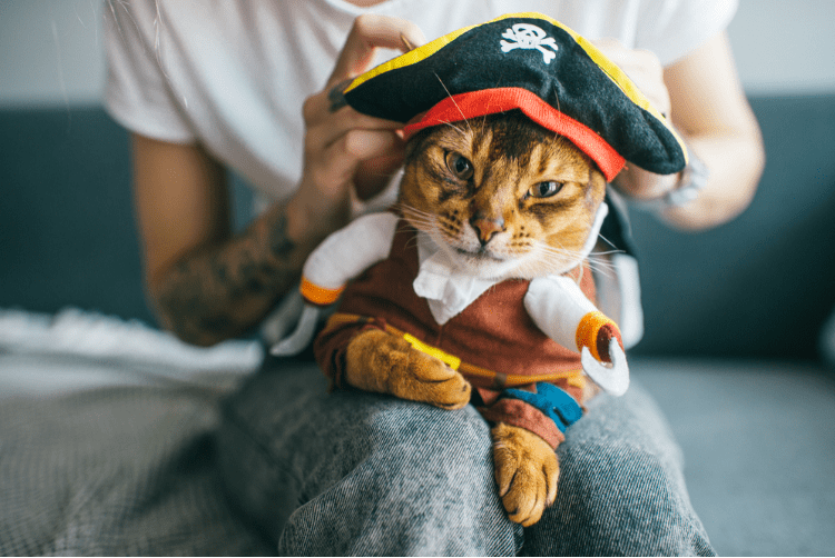 easy Halloween costume ideas for cats